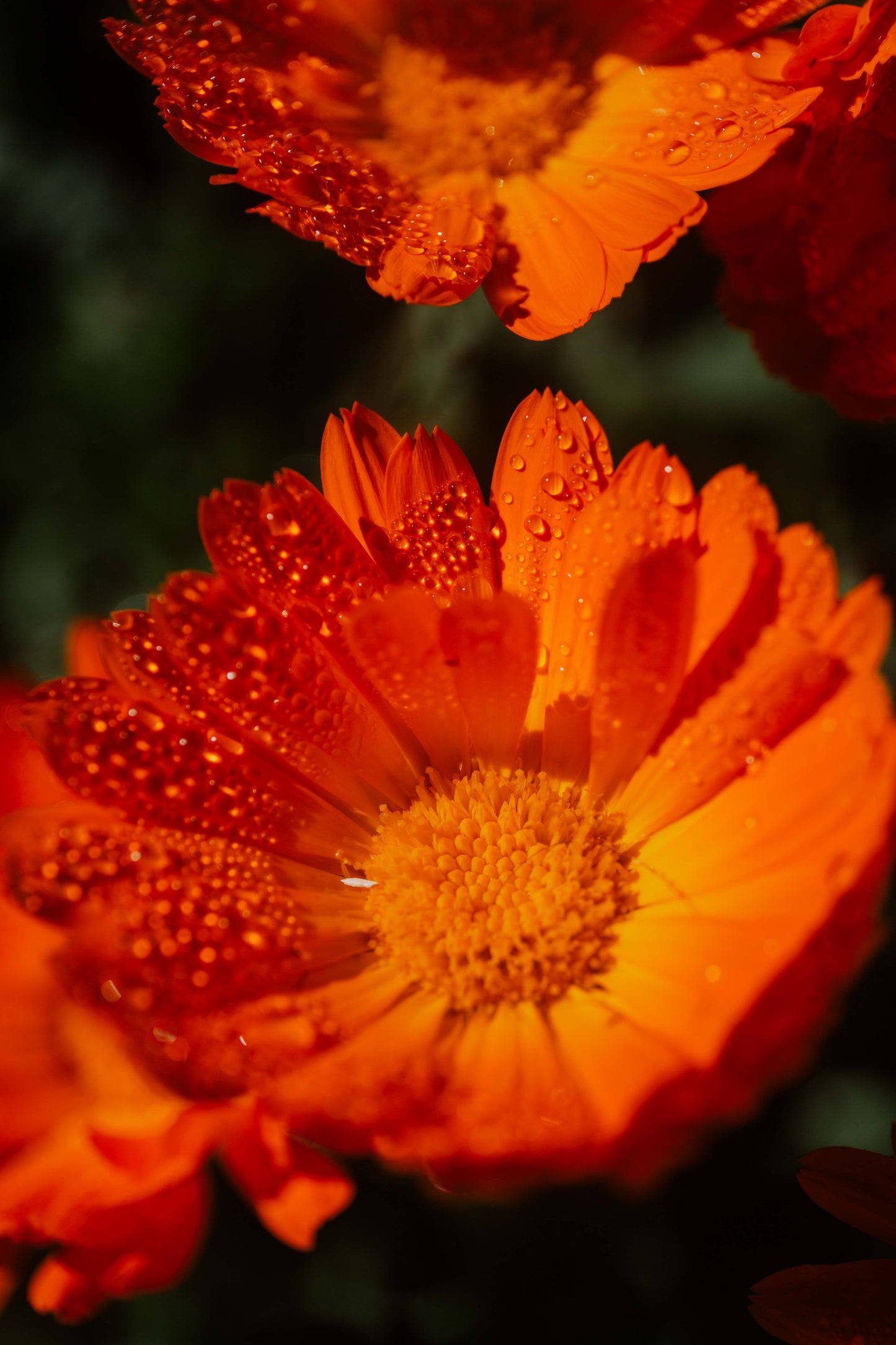 Calendula oil with Rosehip and Vitamin E