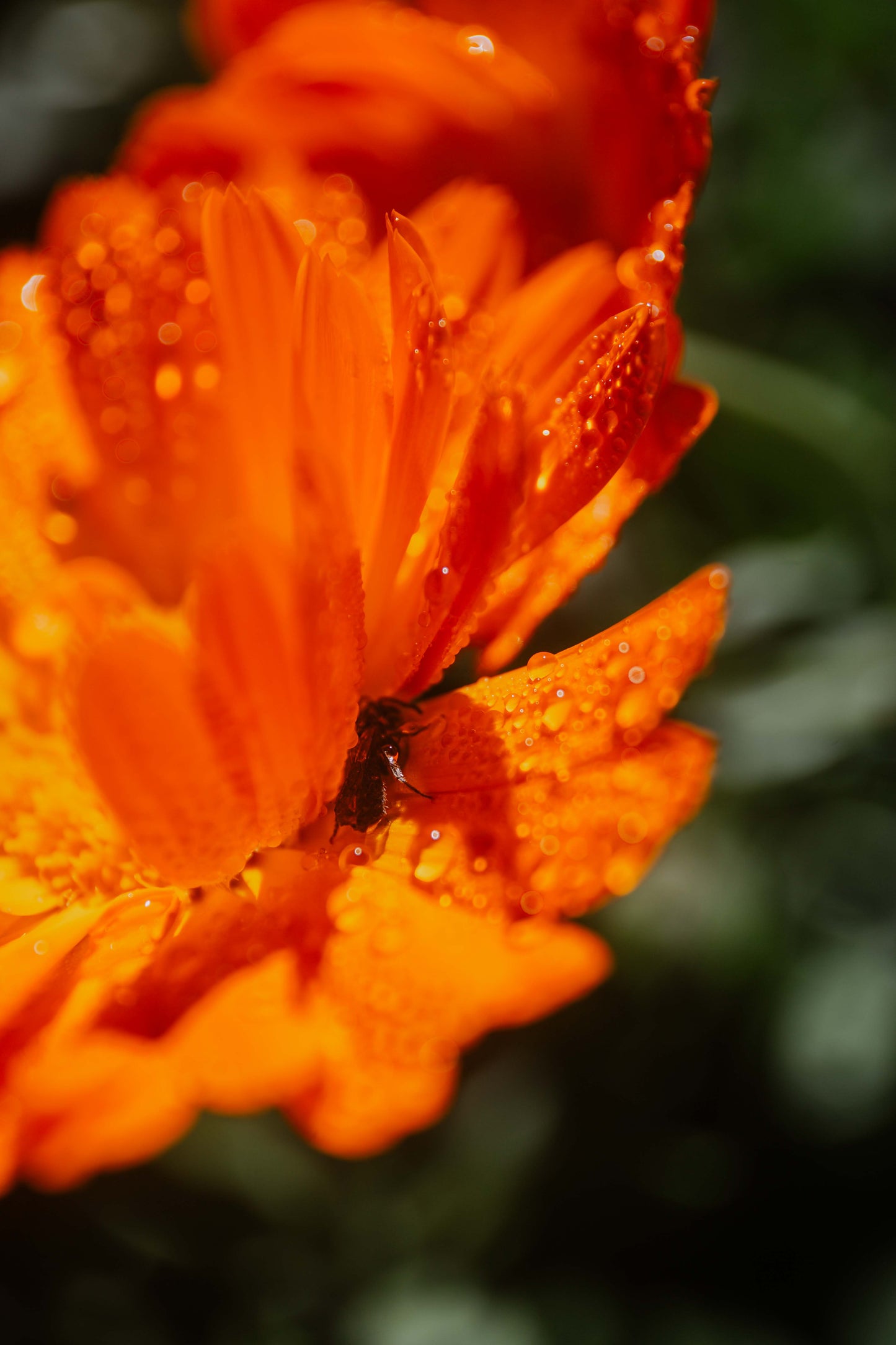 Australian Yellow Clay Mask with Calendula