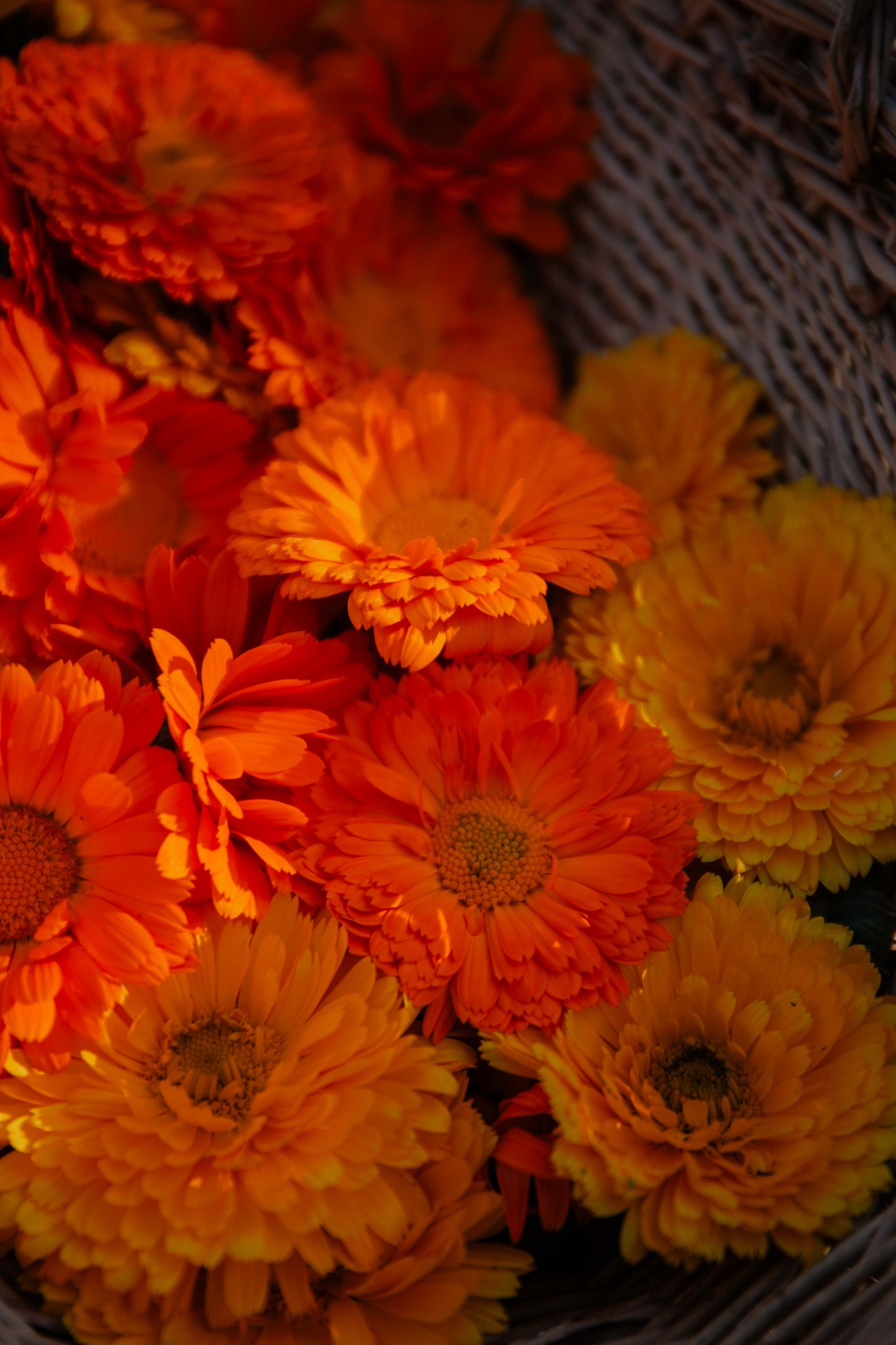 Calendula oil with Rosehip and Vitamin E