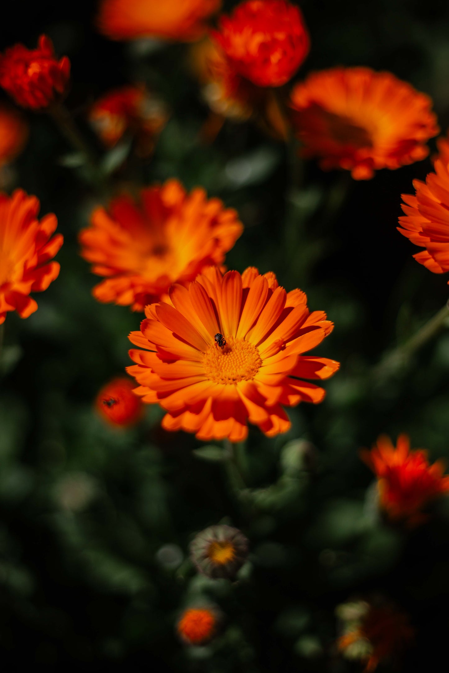 Australian Yellow Clay Mask with Calendula