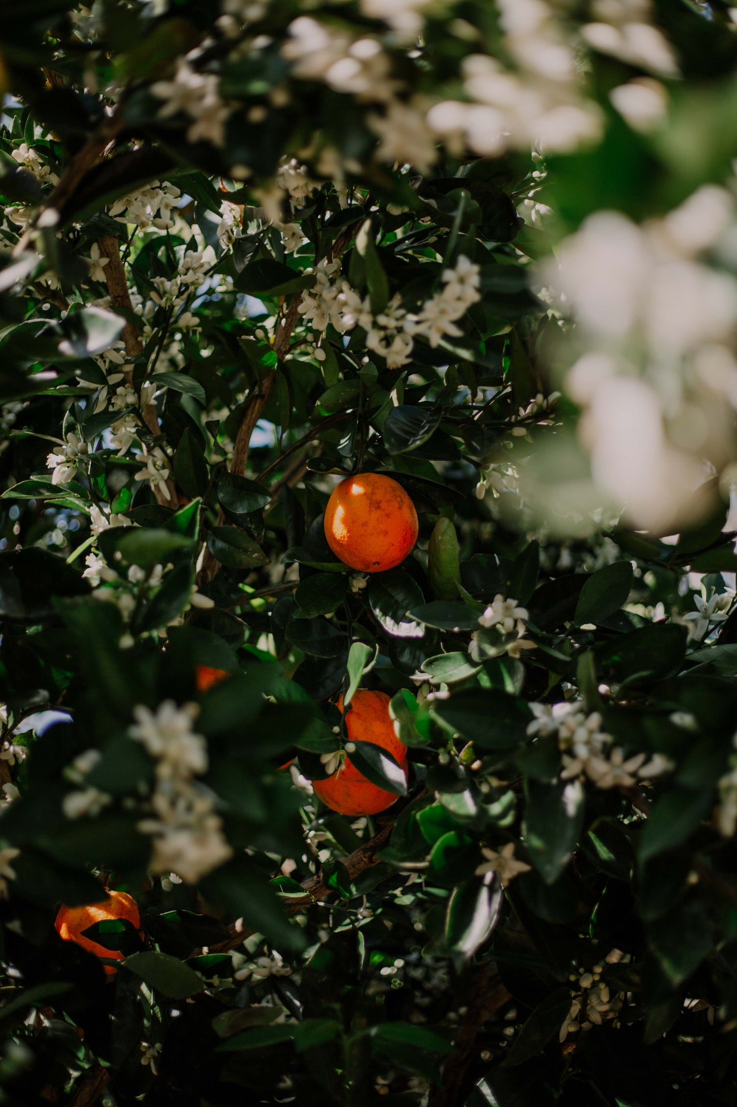Bush marmalade - Organically grown mixed citrus marmalade