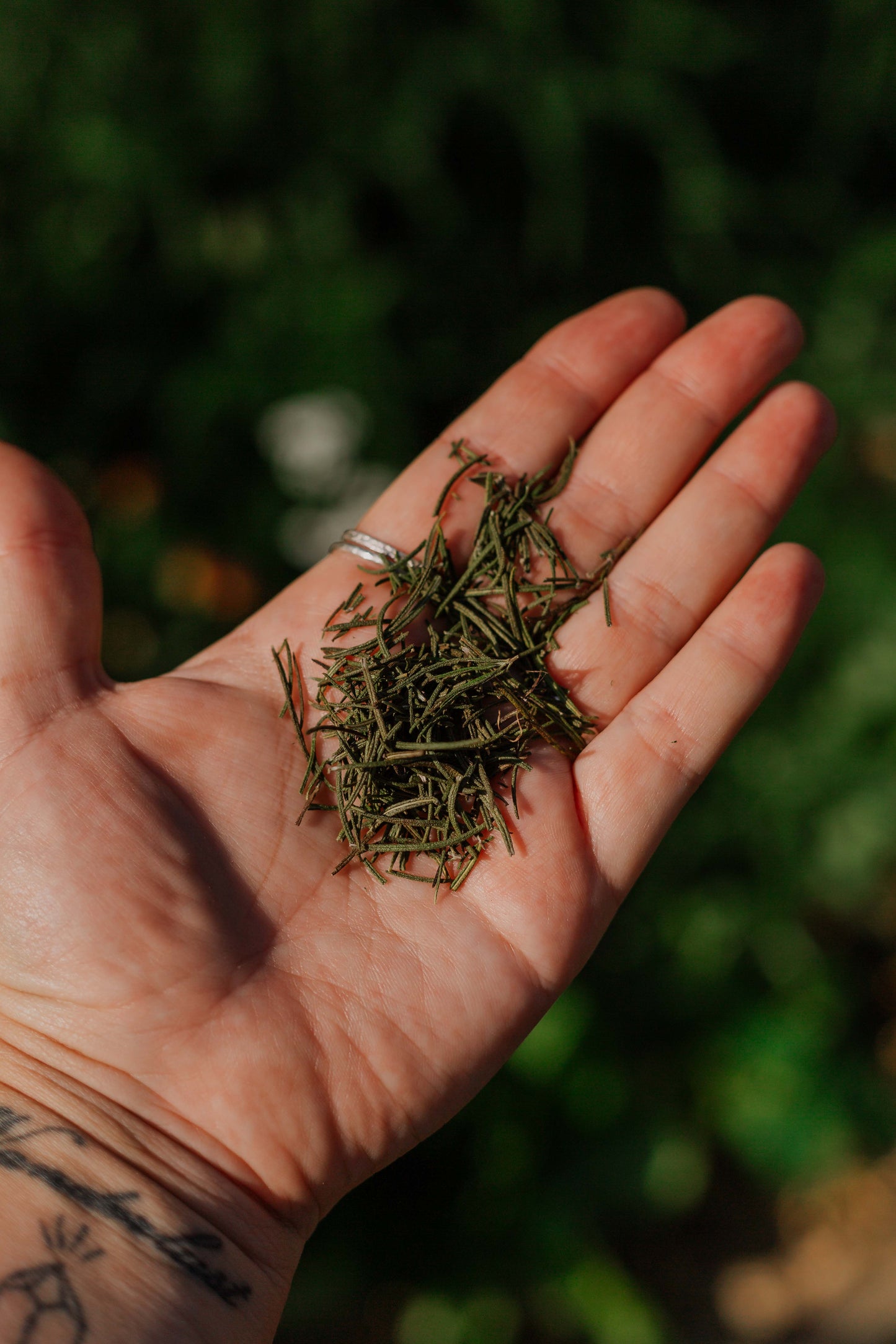 Rosemary: Dried herb