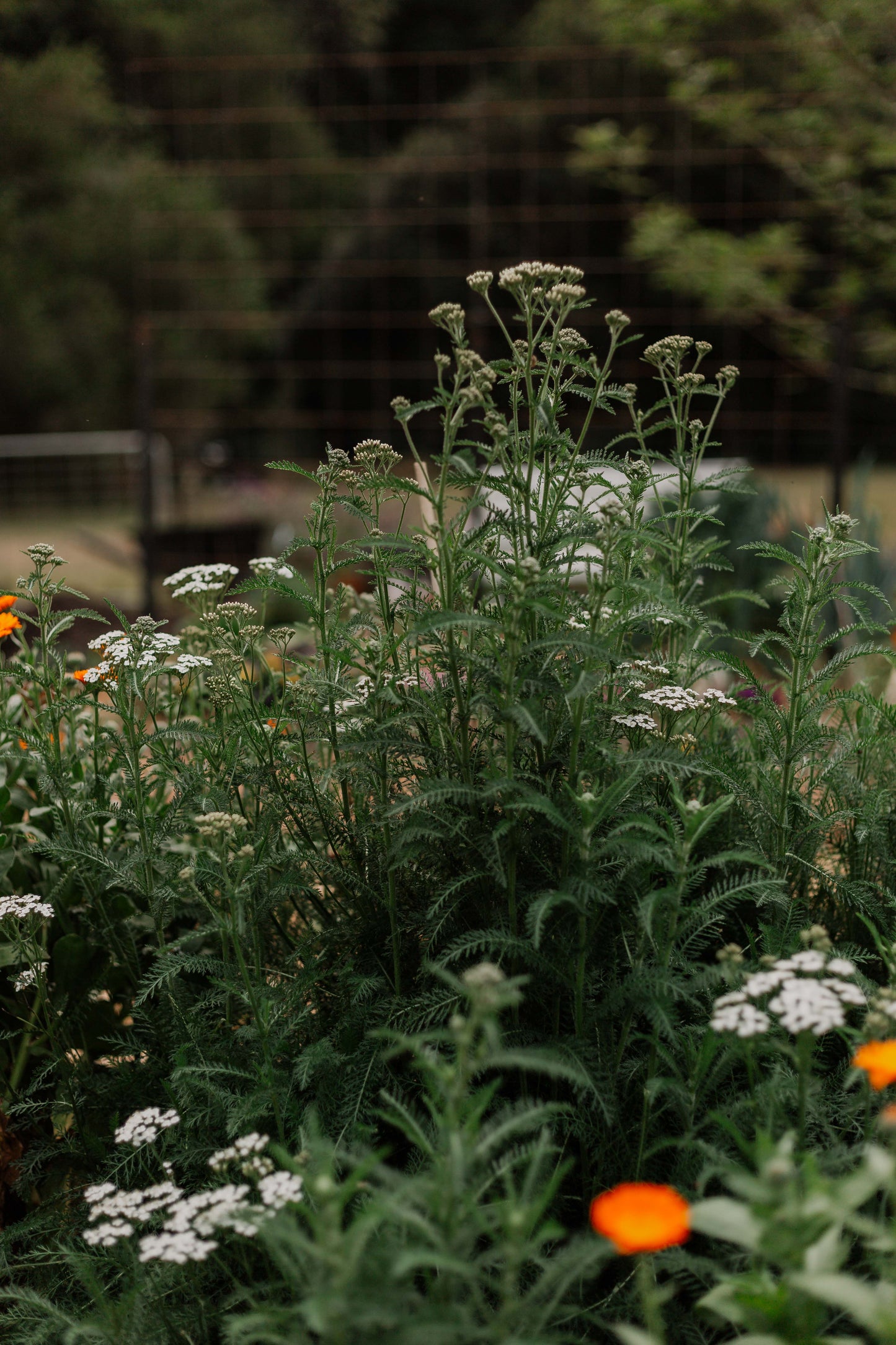 Yarrow Salve - Soldiers Woundwort
