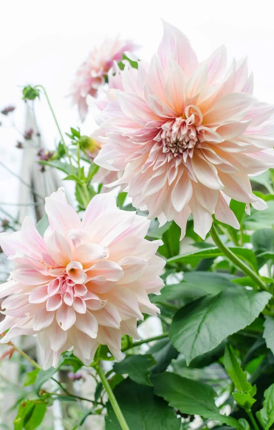 I did something bad, but it might be the best thing ever: A dahlia chronicles