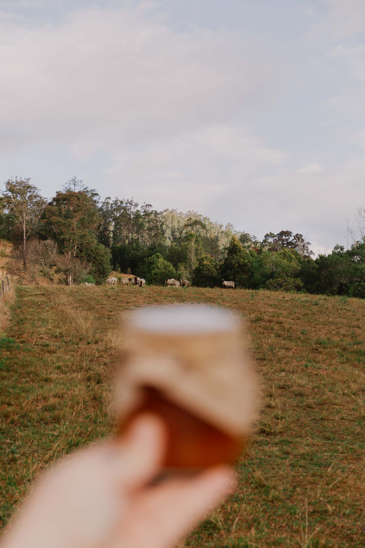 Bush marmalade - Organically grown mixed citrus marmalade
