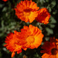 Australian Yellow Clay Mask with Calendula