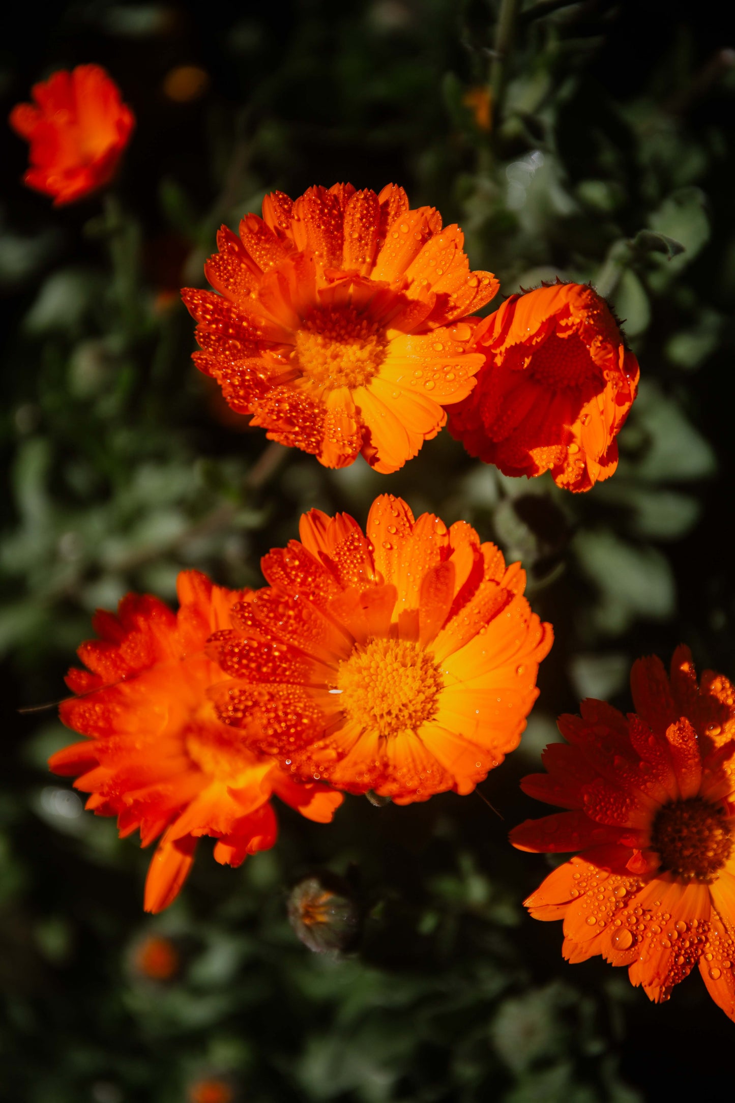 Australian Yellow Clay Mask with Calendula