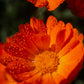 Calendula oil with Rosehip and Vitamin E