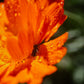 Australian Yellow Clay Mask with Calendula