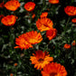 Calendula Ointment