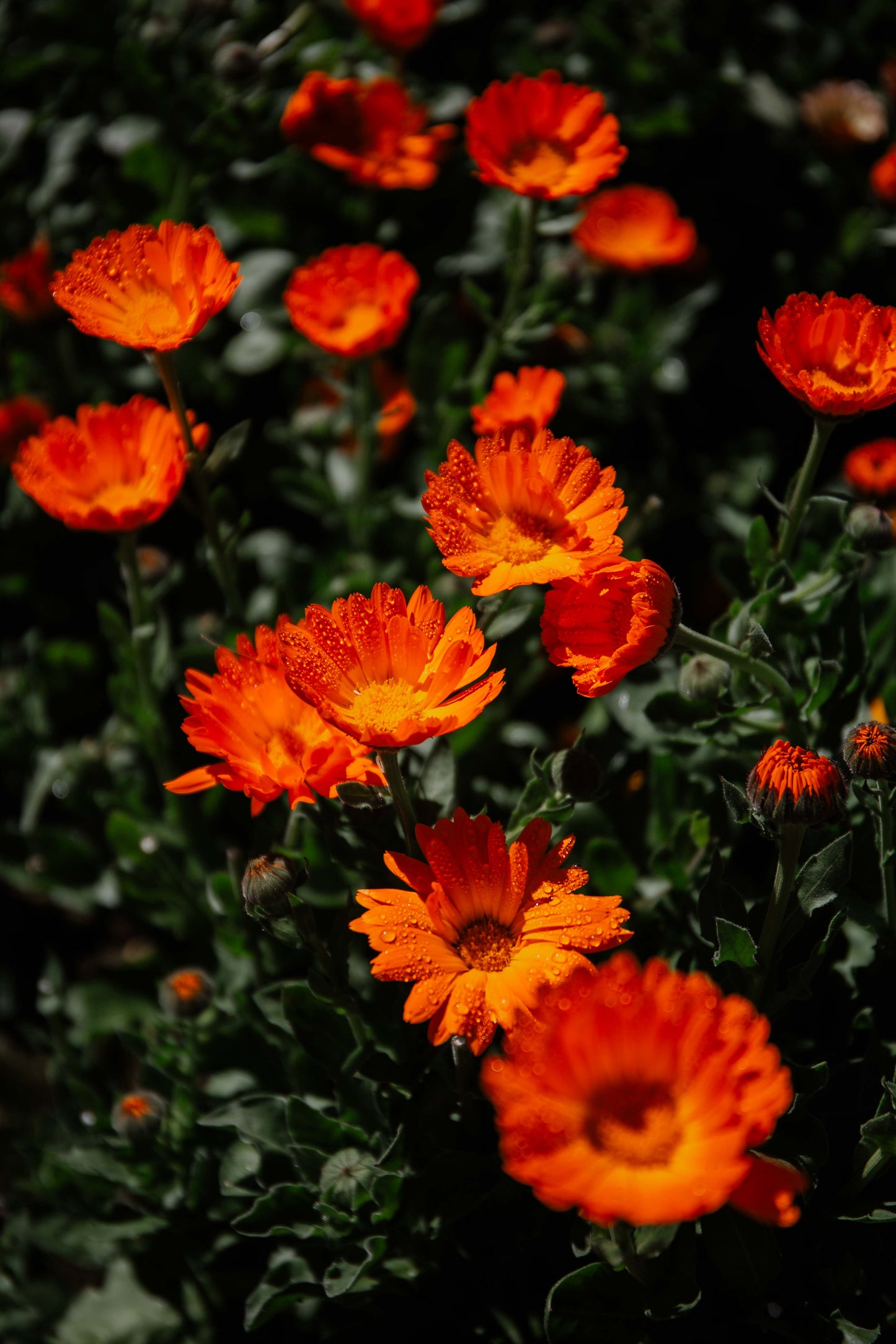 Calendula Ointment