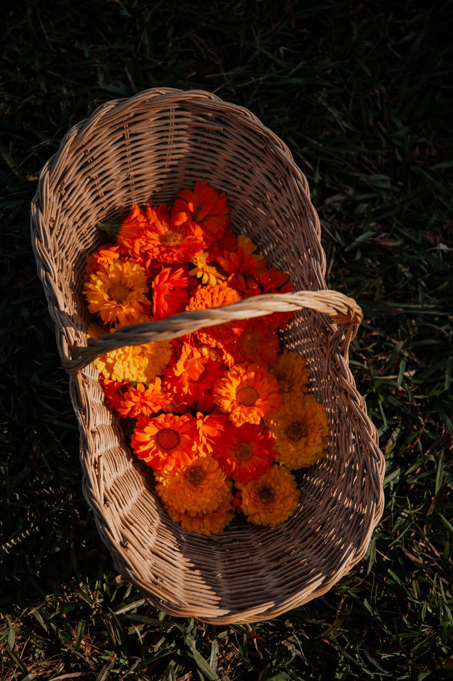 Calendula Ointment