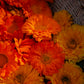 Calendula oil with Rosehip and Vitamin E