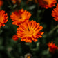Australian Yellow Clay Mask with Calendula