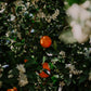 Bush marmalade - Organically grown mixed citrus marmalade