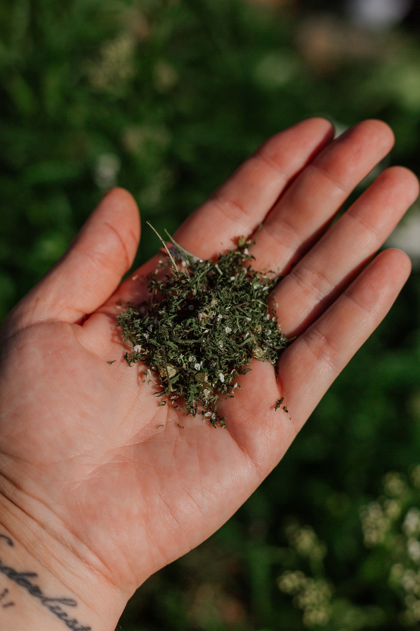 Yarrow: Dried herb