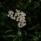 Yarrow: Dried herb