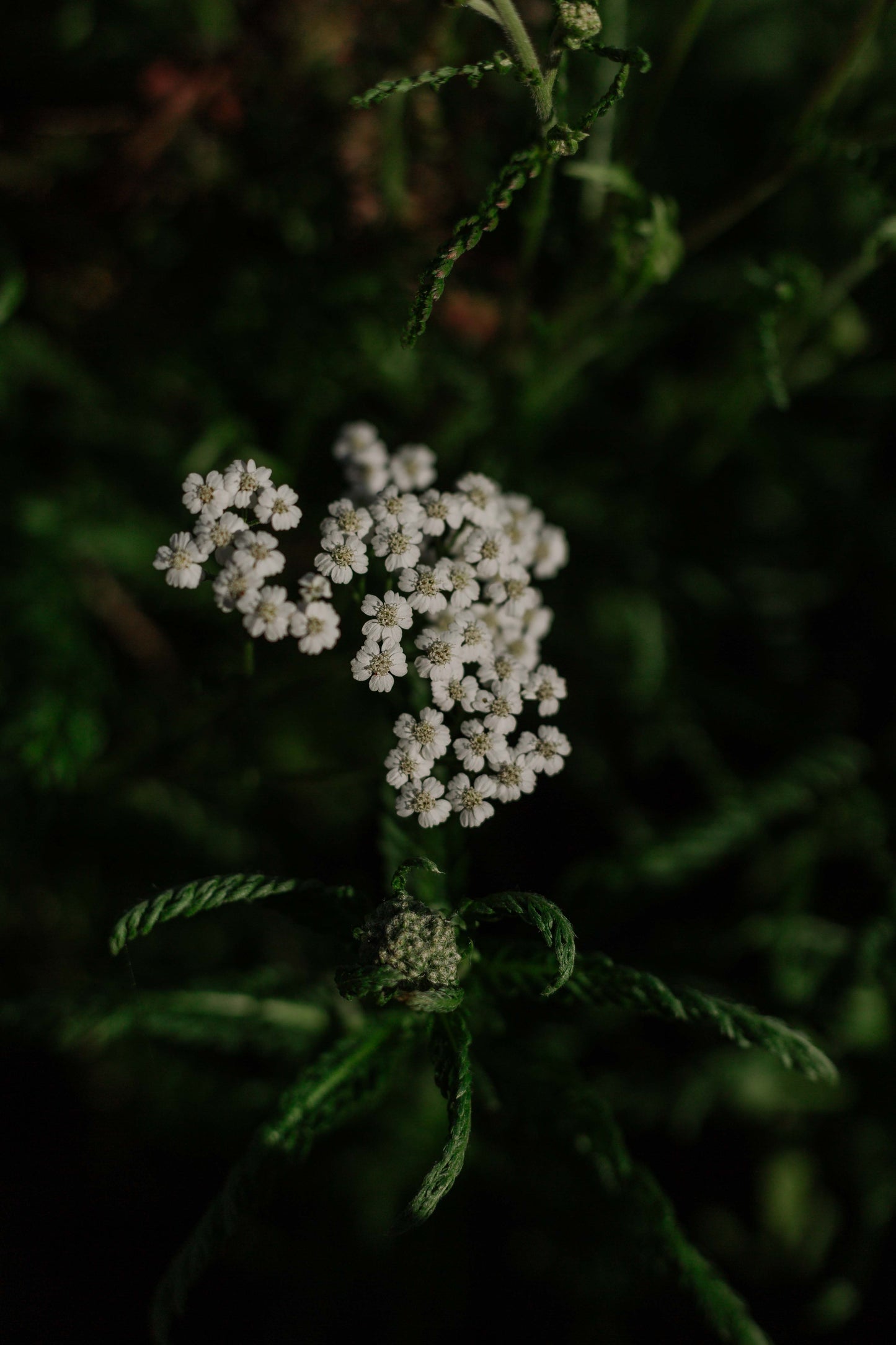 Yarrow: Dried herb