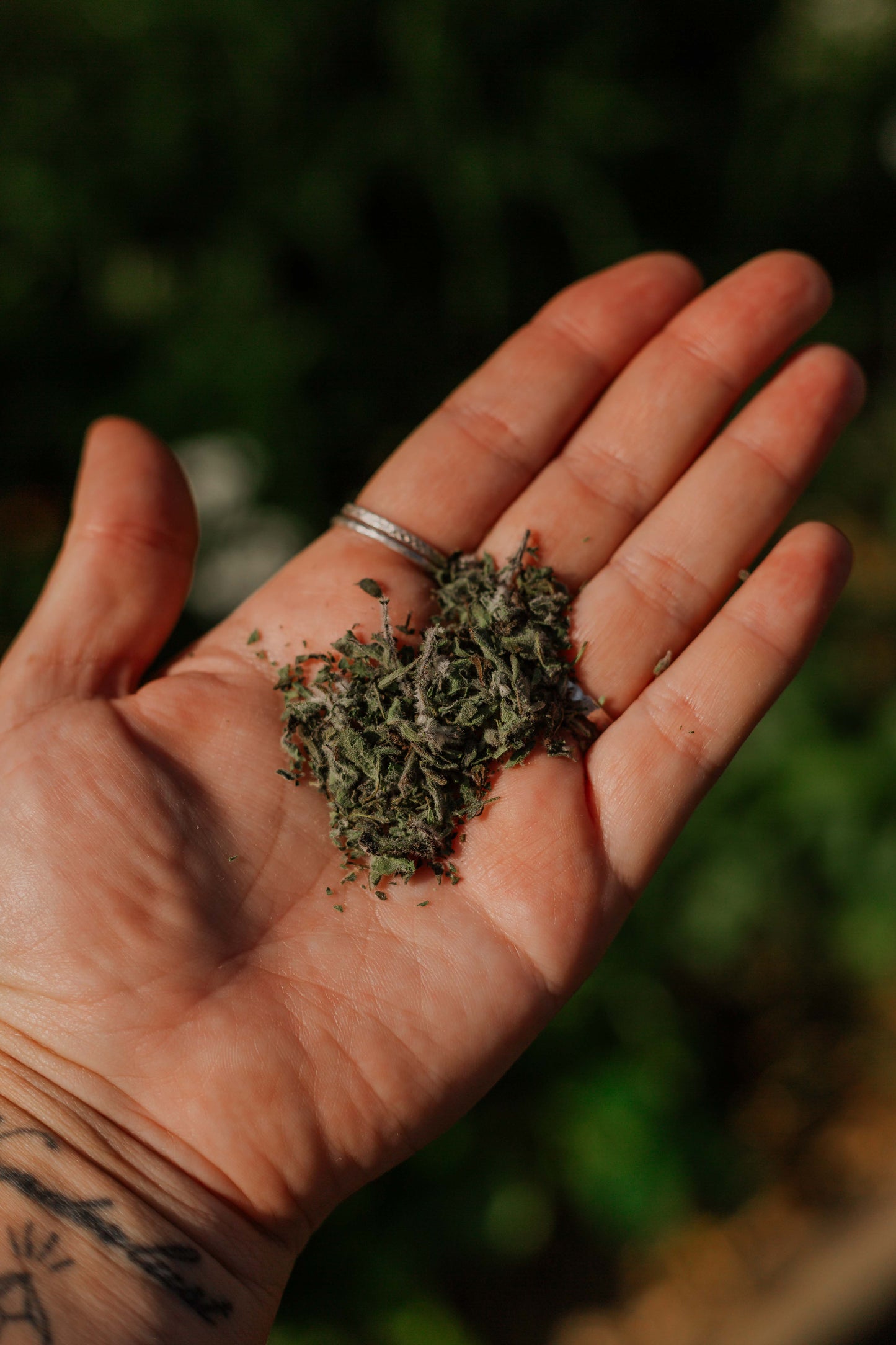 Oregano: Dried herb