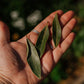 Bay leaf: Dried herb