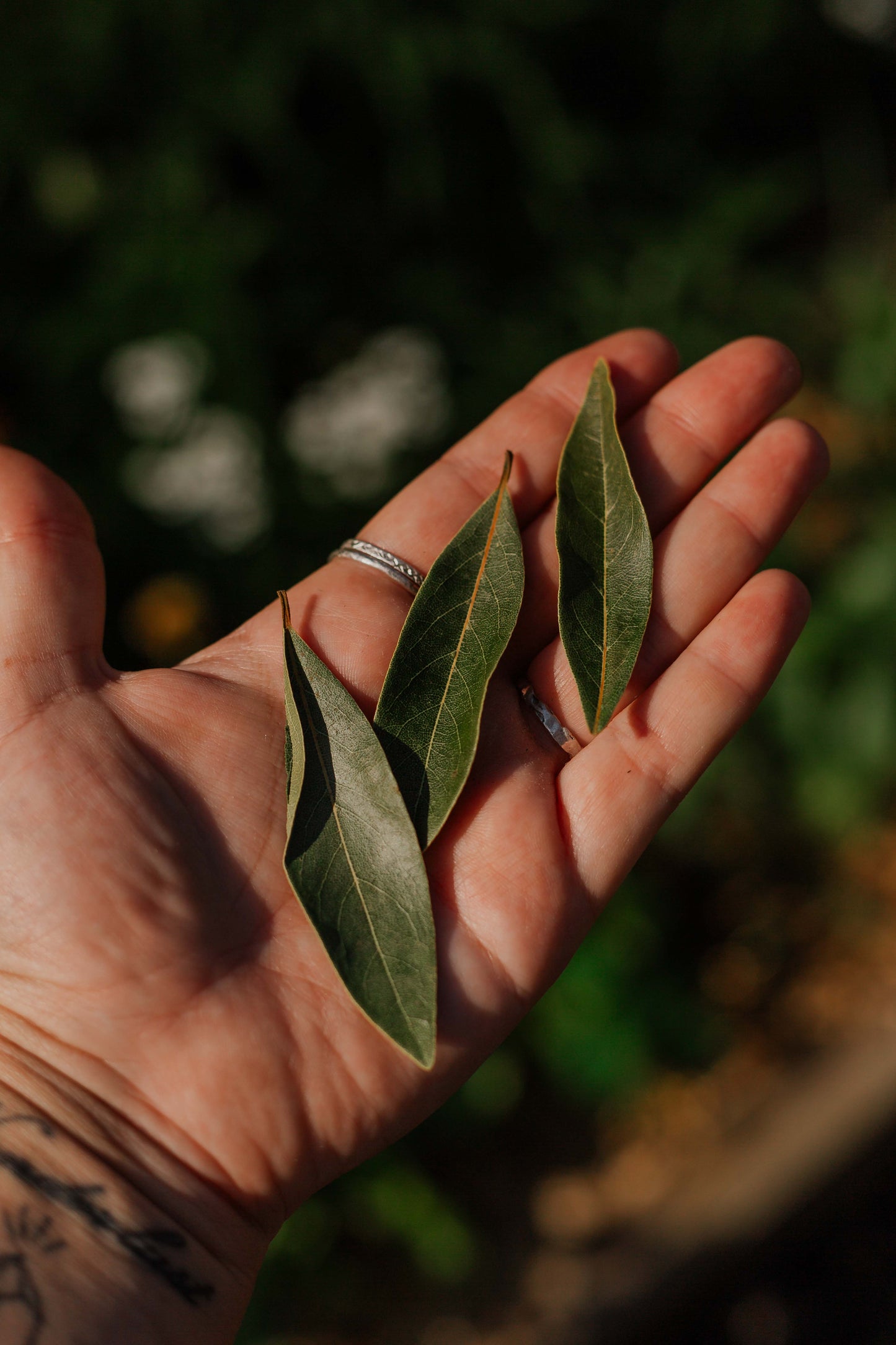 Bay leaf: Dried herb