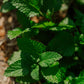 Lemon Balm: Dried herb