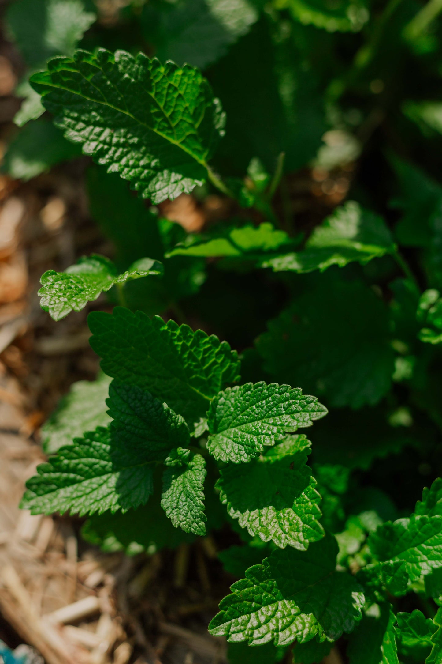 Lemon Balm: Dried herb