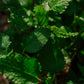 Lemon Balm: Dried herb