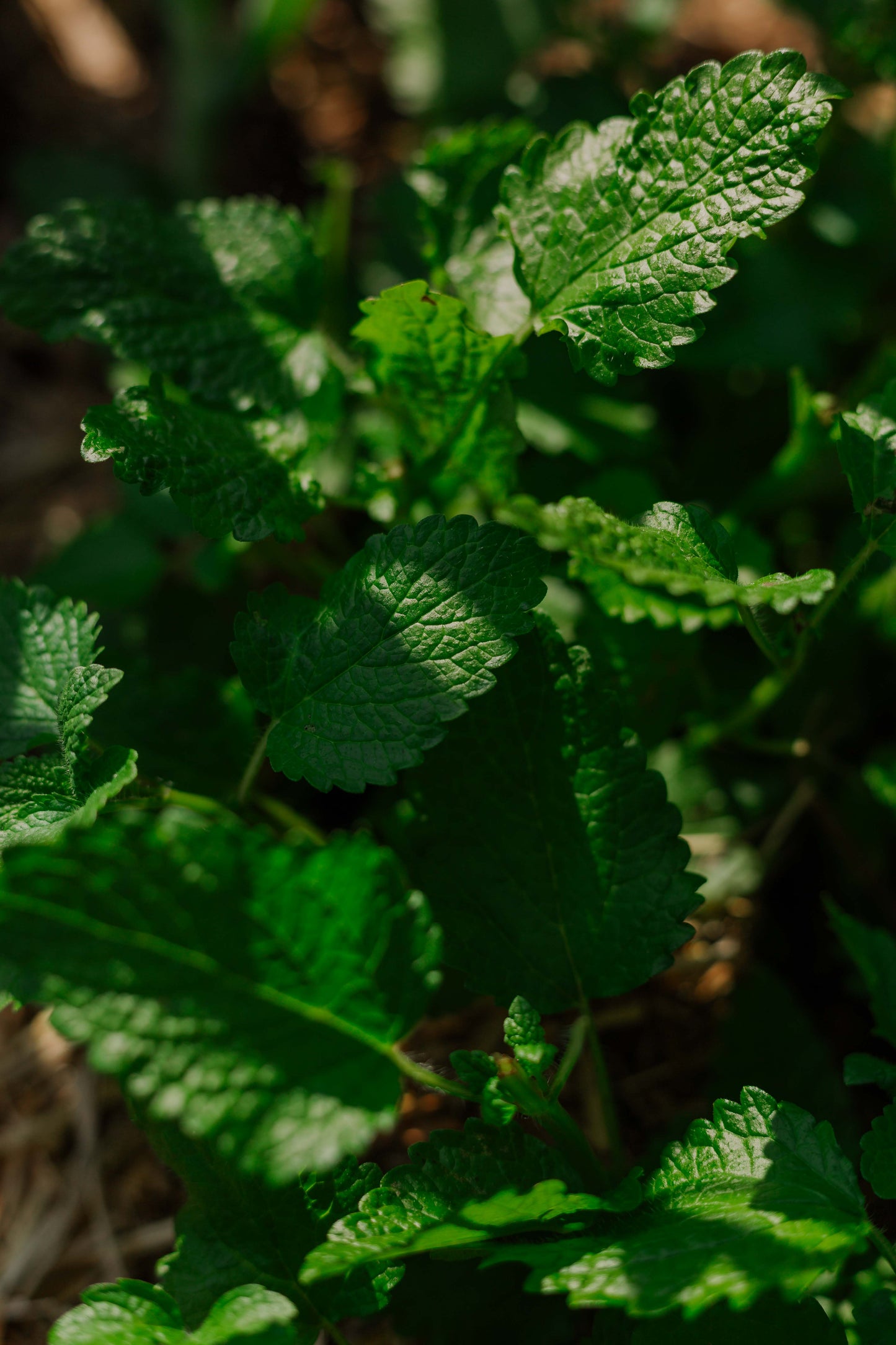 Lemon Balm: Dried herb