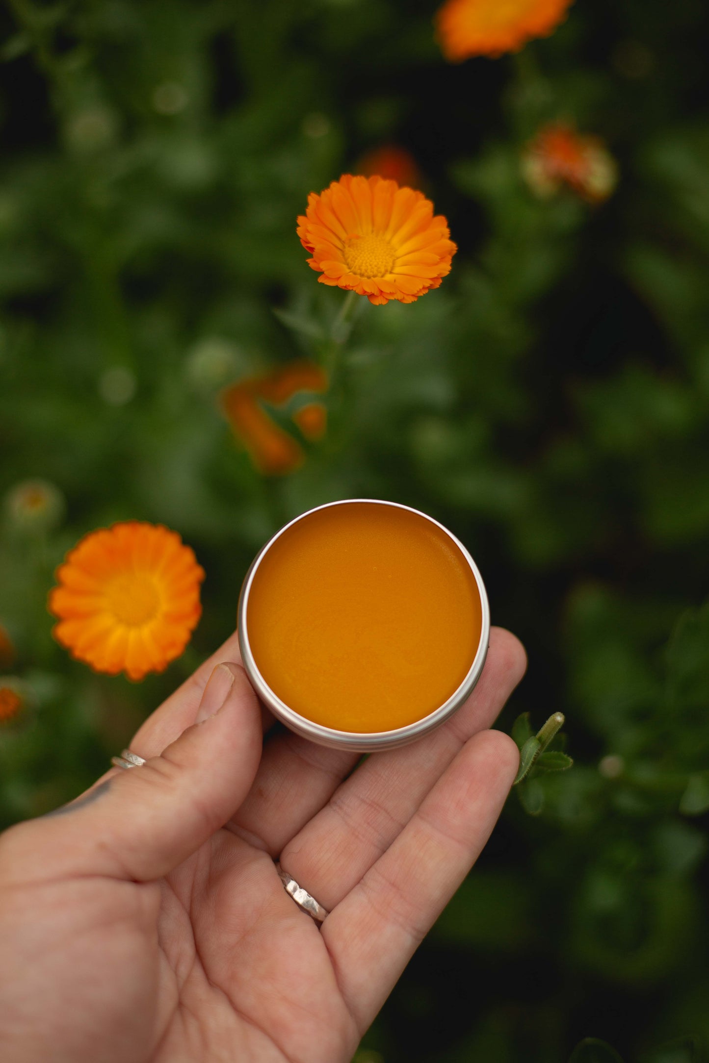 Calendula Ointment (small)