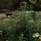 Yarrow Salve - Soldiers Woundwort