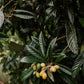 The Original Loquat Aging Ointment