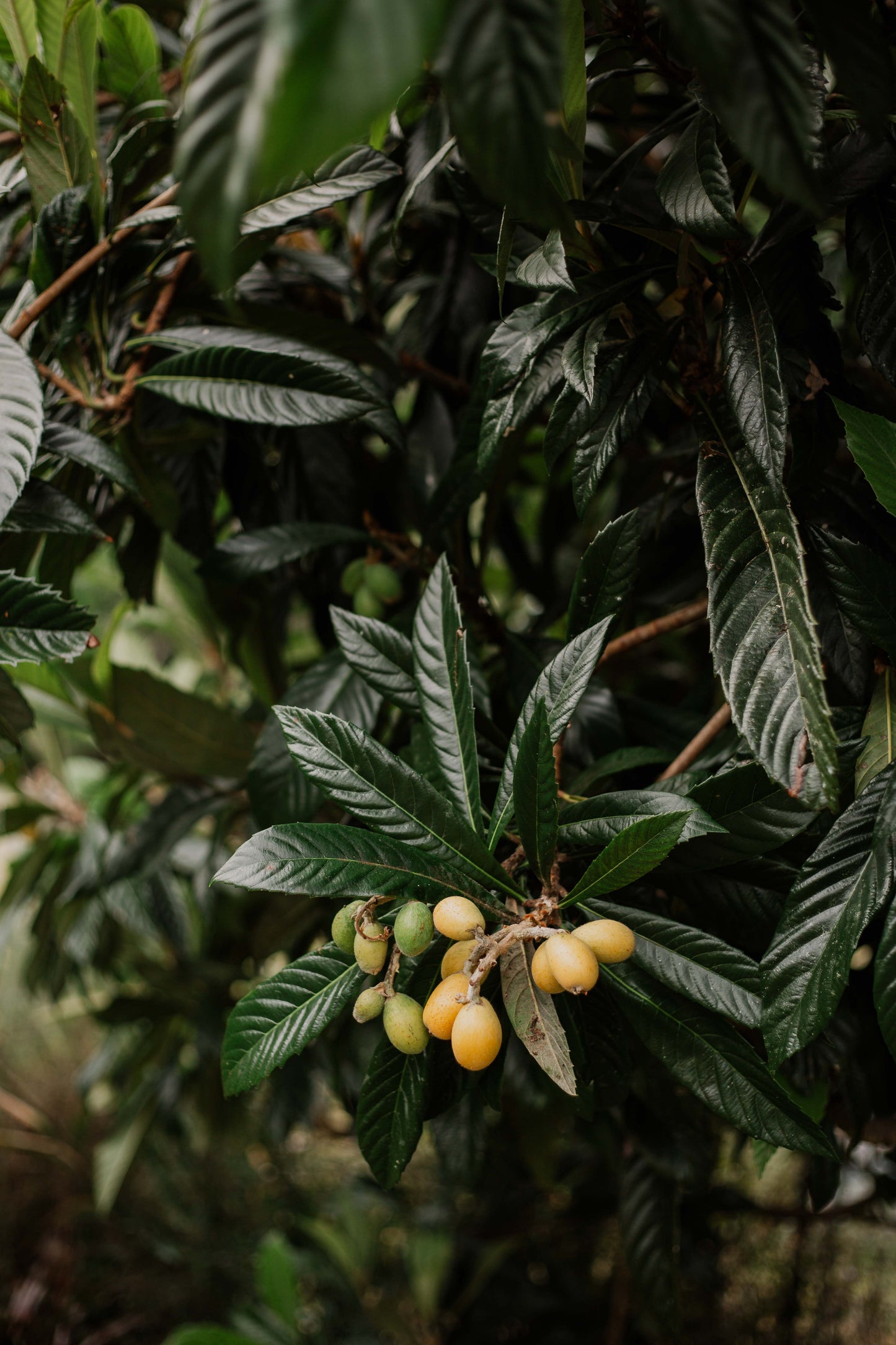 The Original Loquat Aging Ointment