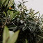 The Original Loquat Aging Ointment
