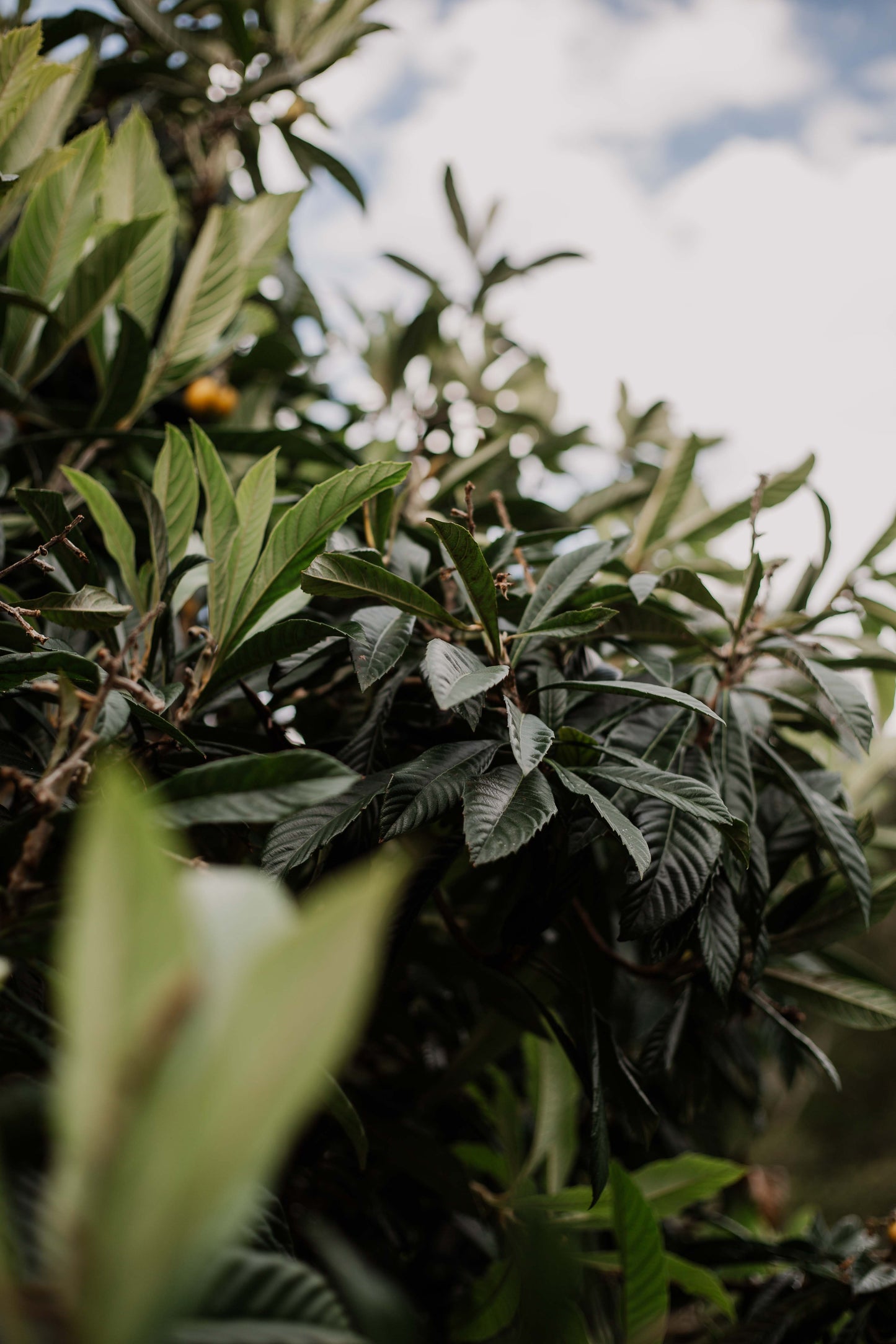The Original Loquat Aging Ointment