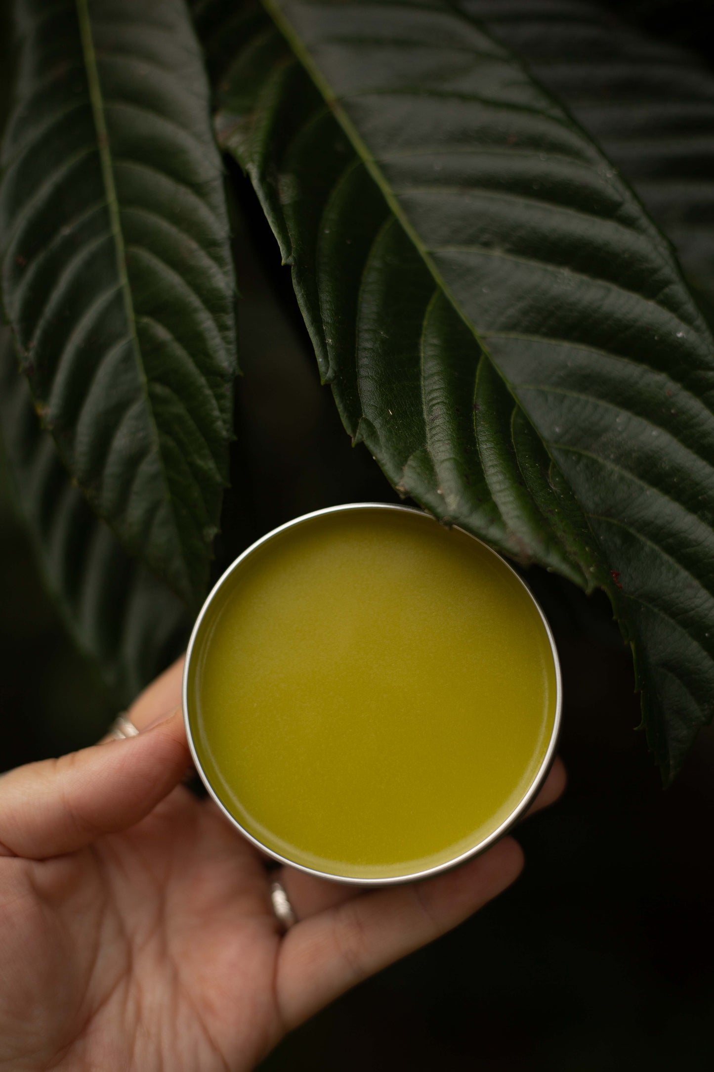 The Original Loquat Aging Ointment